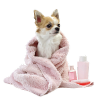 a chihuahua being groomed